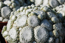 Load image into Gallery viewer, Sempervivum 'Arctic White'