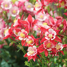 Load image into Gallery viewer, Aquilegia KIRIGAMI™ Red & White