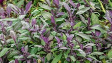 Load image into Gallery viewer, Purple Sage