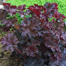 Load image into Gallery viewer, Heuchera 'Palace Purple'