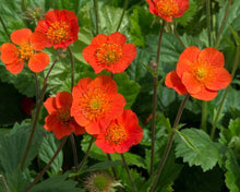 Load image into Gallery viewer, Geum 'Koi'