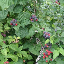 Load image into Gallery viewer, Black Raspberry 'Jewell'