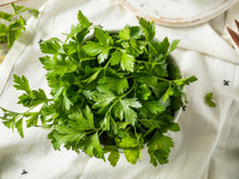 Load image into Gallery viewer, Italian Parsley 6"