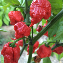 Load image into Gallery viewer, Pepper 'Carolina Reaper'