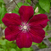 Load image into Gallery viewer, Clematis 'Red Cardinal'