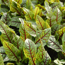 Load image into Gallery viewer, Rumex ' Raspberry Dressing'