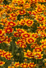 Load image into Gallery viewer, Coreopsis Li'l Bang™ 'Daybreak'
