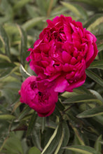 Load image into Gallery viewer, Peony 'Generał Macmahon'