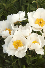 Load image into Gallery viewer, Peony 'Krinkled White