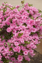 Load image into Gallery viewer, Azalea 'Rosebud'