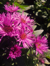 Load image into Gallery viewer, Aster 'Vibrant Dome'