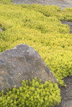 Load image into Gallery viewer, Sedum 'Angelina'