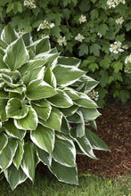 Load image into Gallery viewer, Hosta 'Francee'