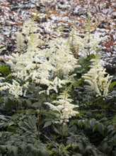 Load image into Gallery viewer, Astilbe 'Vision in White'