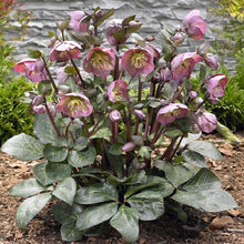 Load image into Gallery viewer, Helleborus Frostkiss® 'Penny's Pink'