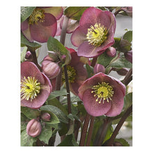 Load image into Gallery viewer, Helleborus Frostkiss® 'Pippa's Purple'