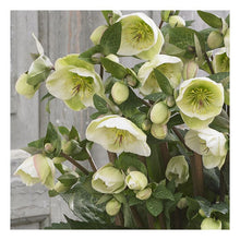 Load image into Gallery viewer, Helleborus Frostkiss® 'Moondance'
