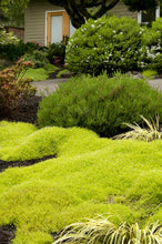 Load image into Gallery viewer, Sagina 'Scotch Moss'