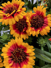 Load image into Gallery viewer, Gaillardia 'SpinTop™ Red Starburst'