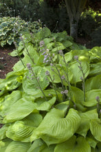 Load image into Gallery viewer, Hosta 'Sum & Substance'
