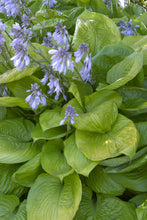 Load image into Gallery viewer, Hosta 'Sum & Substance'