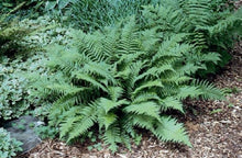 Load image into Gallery viewer, Fern 'Male'