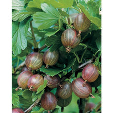 Load image into Gallery viewer, Gooseberry 'Pixwell'