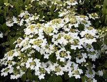 Load image into Gallery viewer, Viburnum 'Snowflake'
