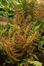 Load image into Gallery viewer, Fern 'Autumn'