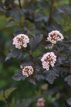 Load image into Gallery viewer, Ninebark 'Summer Wine'