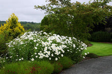 Load image into Gallery viewer, Leucanthemum 'Becky'