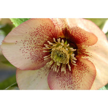 Load image into Gallery viewer, Helleborus 'Apricot Blush'