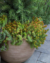 Load image into Gallery viewer, Sedum 'Angelina'