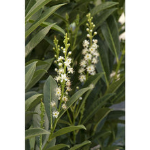Load image into Gallery viewer, Skip Cherry Laurel 'Schipkaensis'