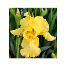 Load image into Gallery viewer, German Iris 'Harvest of Memories'