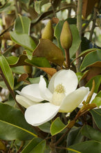 Load image into Gallery viewer, Magnolia 'Bracken's Brown Beauty'