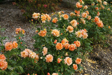 Load image into Gallery viewer, Rose 'At Last®'