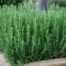 Load image into Gallery viewer, Spice Island Rosemary