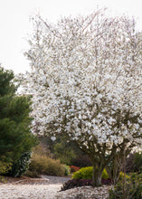 Load image into Gallery viewer, Magnolia 'Royal Star'