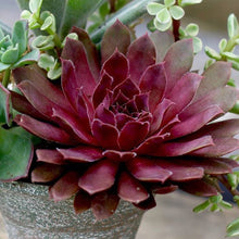 Load image into Gallery viewer, Sempervivum 'Royal Ruby'