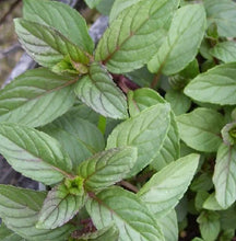 Load image into Gallery viewer, Mint 'Chocolate'