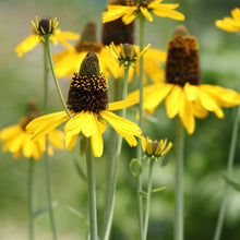Load image into Gallery viewer, Rudbeckia maxima
