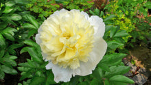 Load image into Gallery viewer, Peony 'Primevere'
