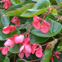 Load image into Gallery viewer, Begonia 'Dragon Wing'