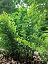 Load image into Gallery viewer, Fern Eastern Wood
