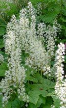 Load image into Gallery viewer, Tiarella 'Brandywine'