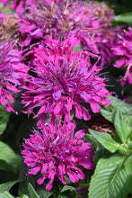 Load image into Gallery viewer, Monarda 'Grape Gumball'