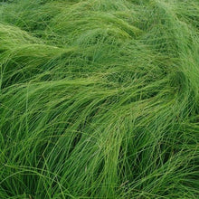 Load image into Gallery viewer, Carex appalachica