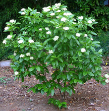 Load image into Gallery viewer, Viburnum 'Winterthur'
