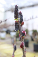 Load image into Gallery viewer, Salix melanostachys
